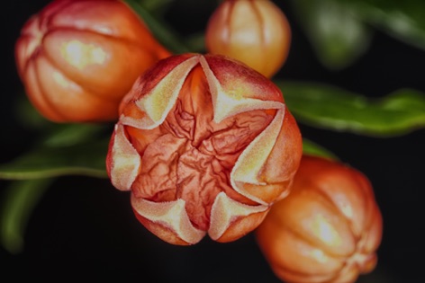 Fiore di melograno